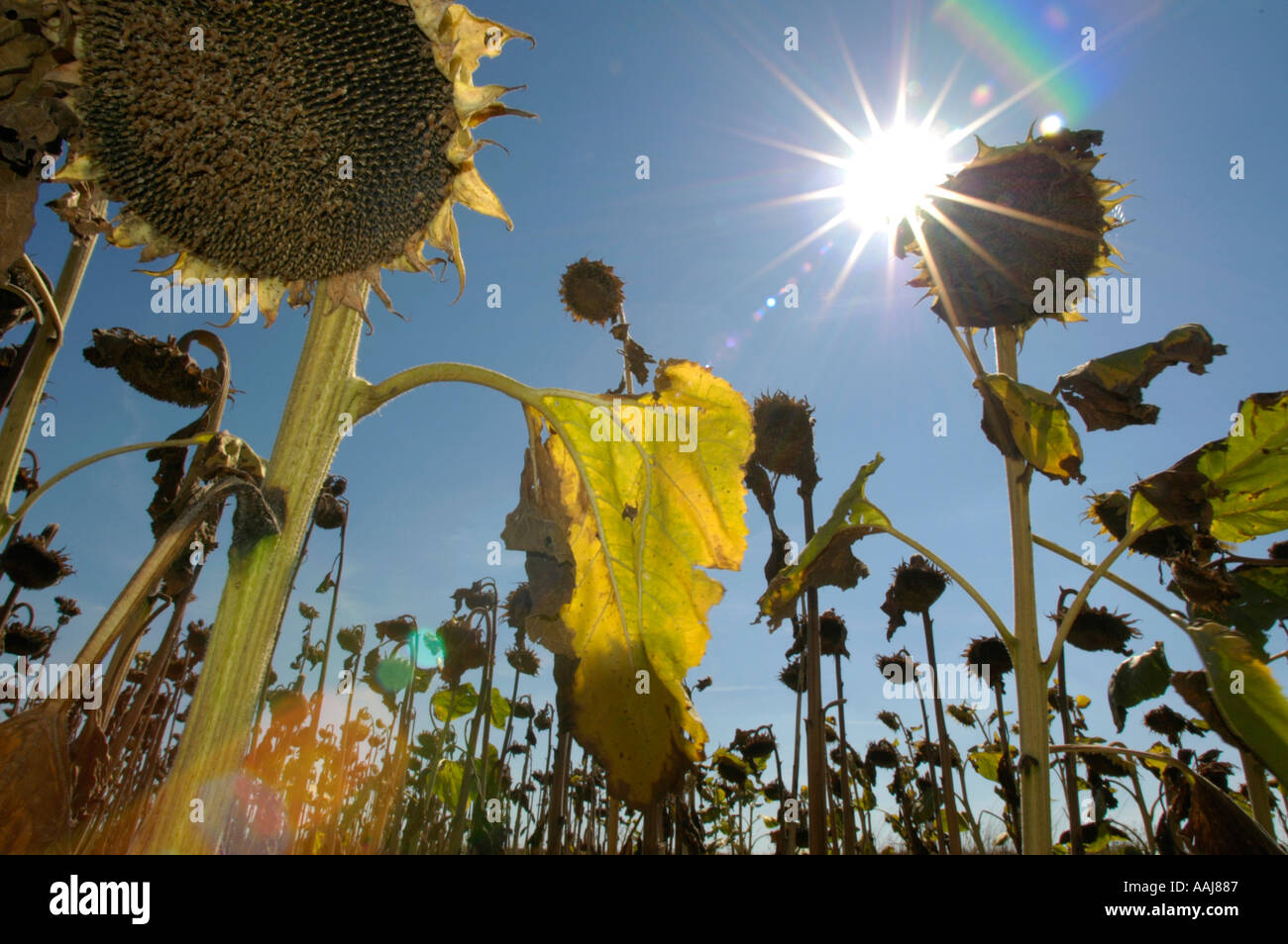 ripe sun flowers at field Stock Photo