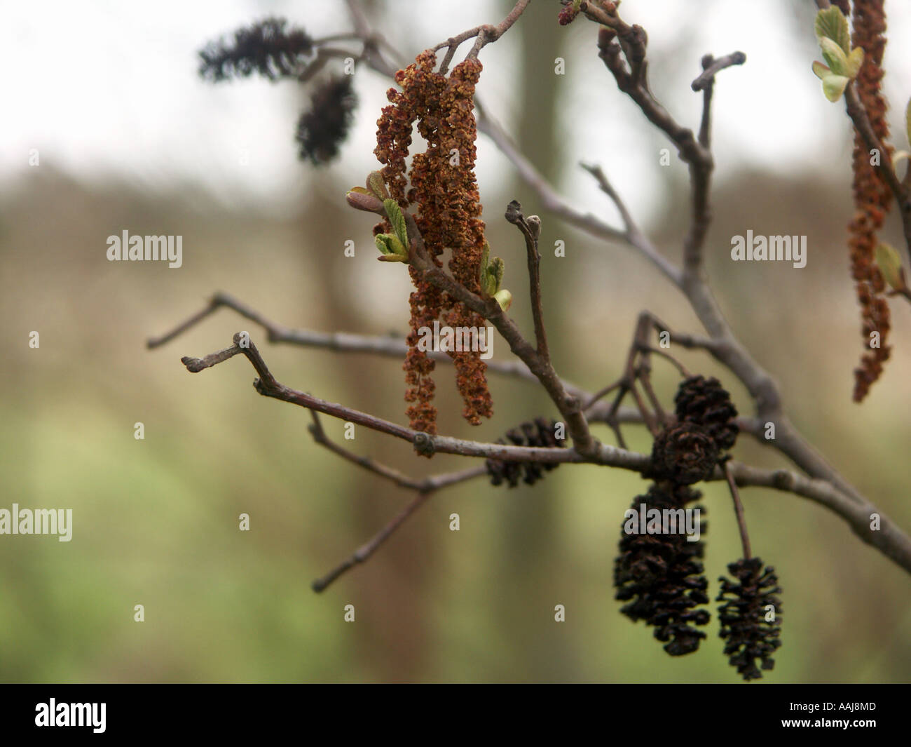 Alder catkins april hi-res stock photography and images - Alamy