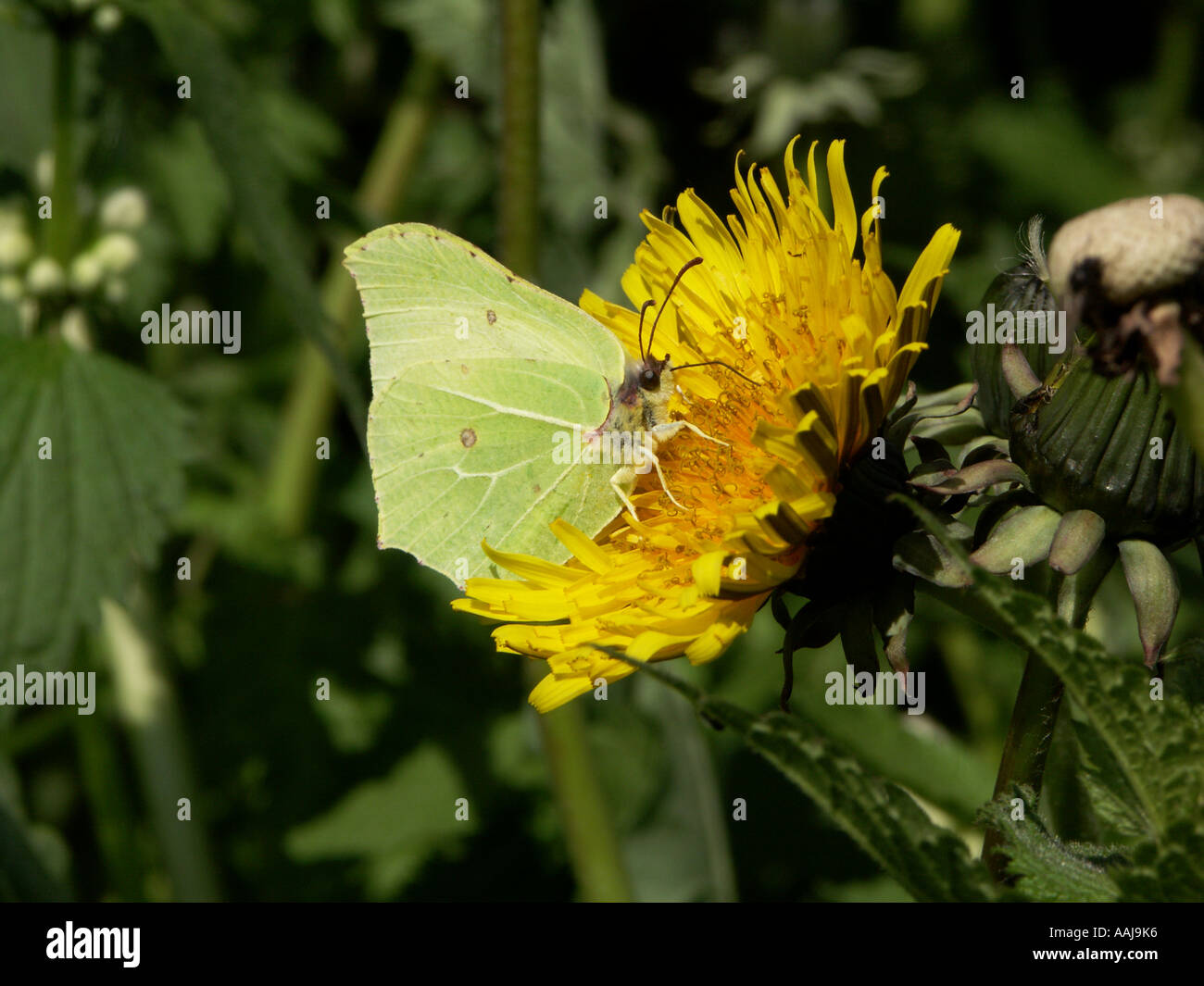 Brimstone Butterfly on Dandelion Stock Photo