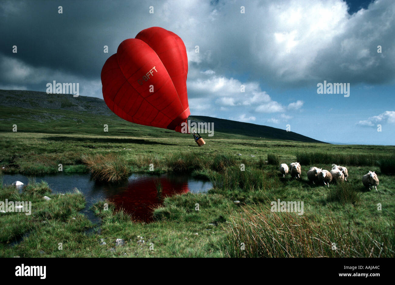 Hot air balloon landing near sheep Stock Photo Alamy