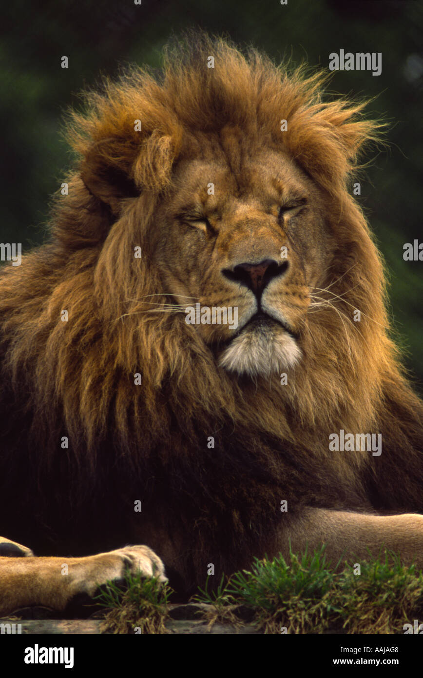 Male lion Panthera leo Stock Photo - Alamy