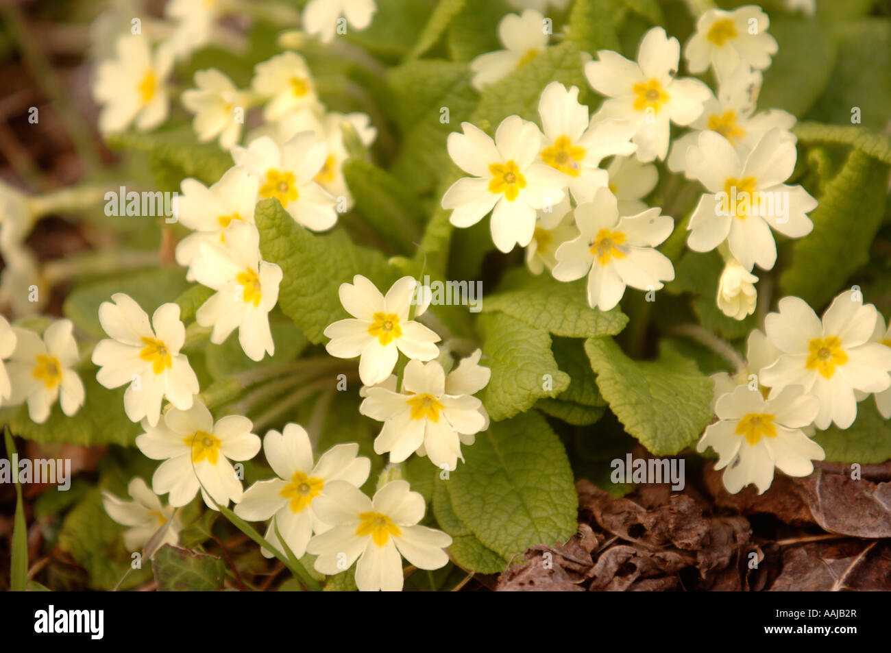 A CLUMP OF YELLOW WILD PRIMROSE FLOWERS PRIMULA VULGARIS UK Stock Photo