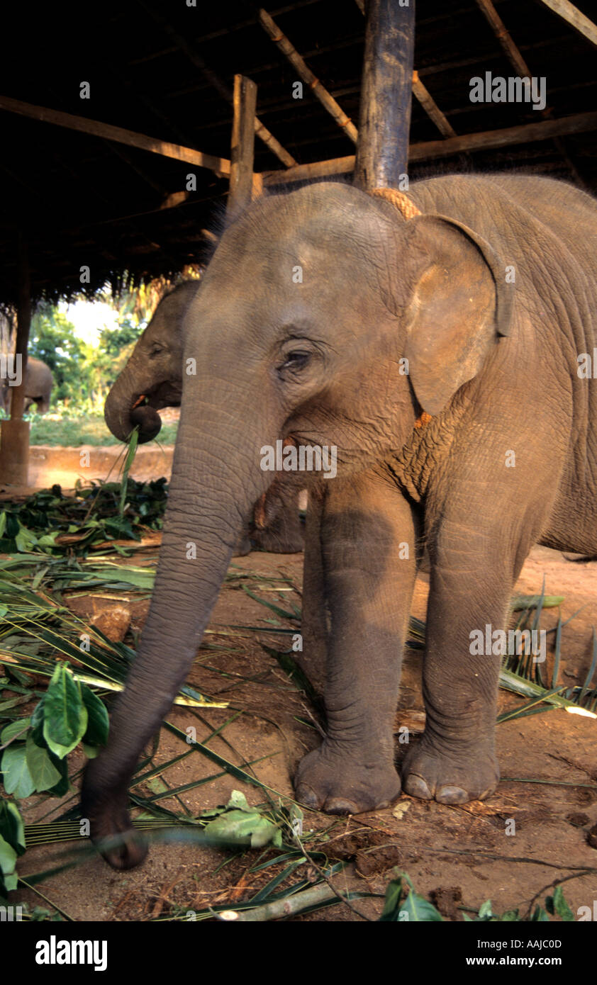 Indian Elephant at the Pinawella Orphanage Sri Lanka Stock Photo