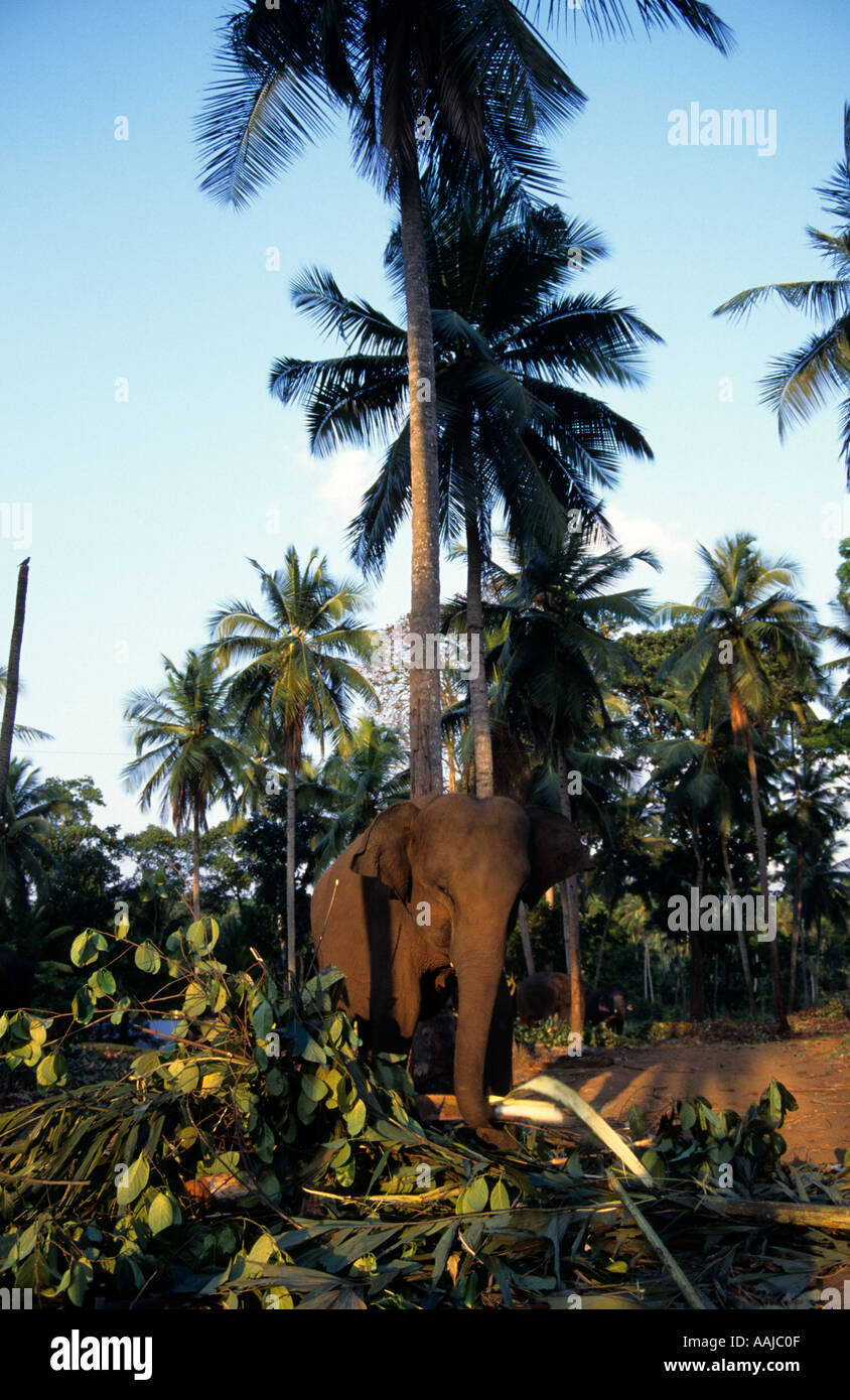 Indian Elephant at the Pinawella Orphanage, Sri Lanka Stock Photo
