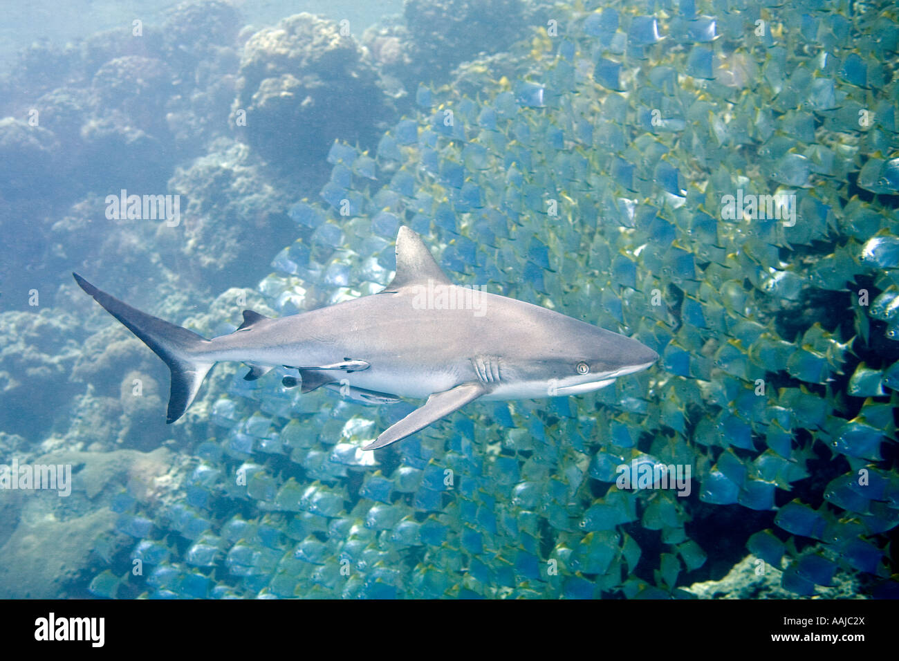 Grey Reef Shark, or Grey Whaler Shark, Carcharhinus amblyrhynchos swimming with a school of Diamondfish, Monodactylus argenteus Stock Photo