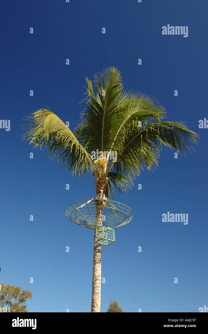 Coconut catcher in palm tree Queensland Australia dsc 0876