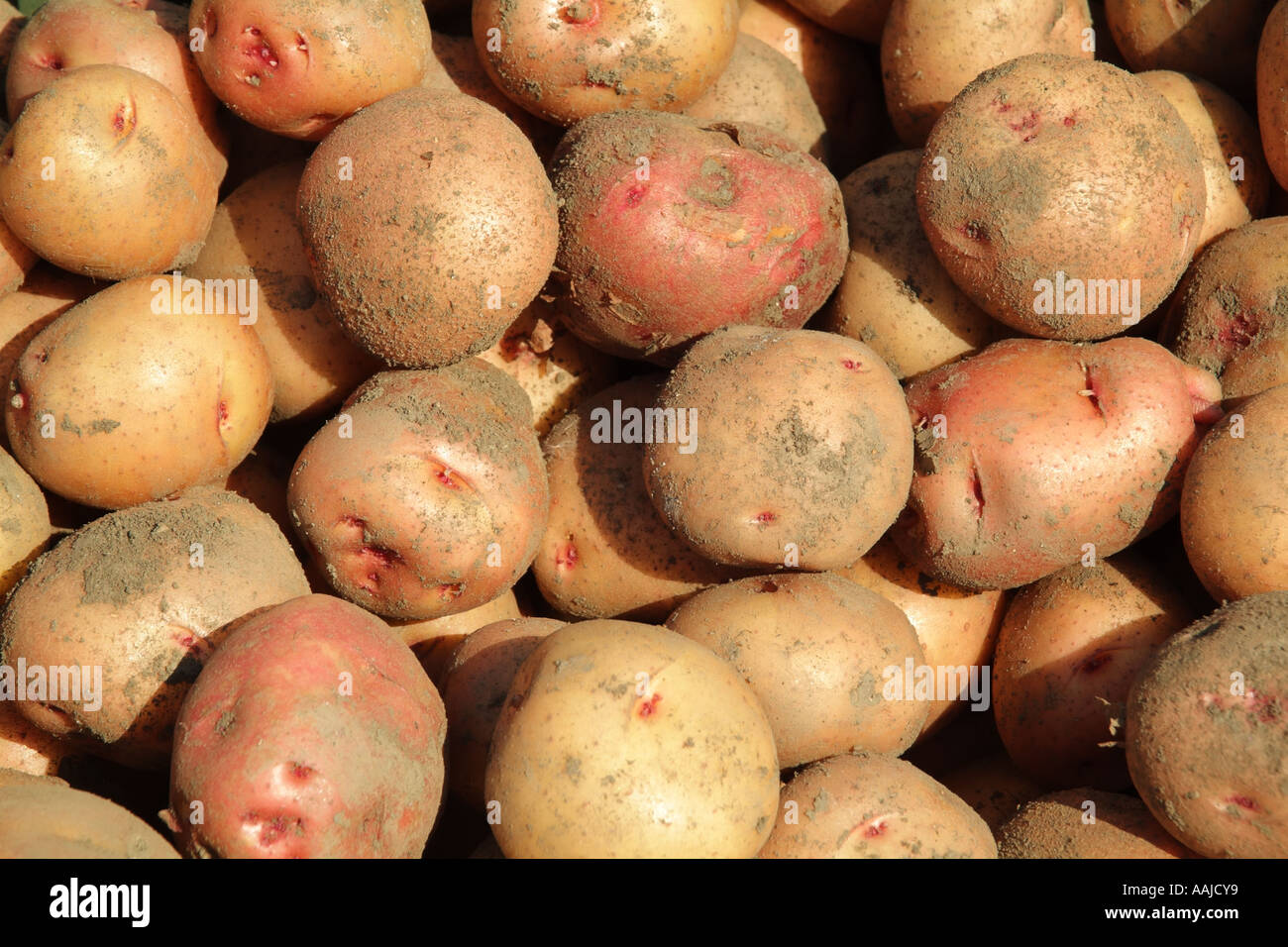Potatoes La Roma variety. Harvest time in Andalusia southern Spain
