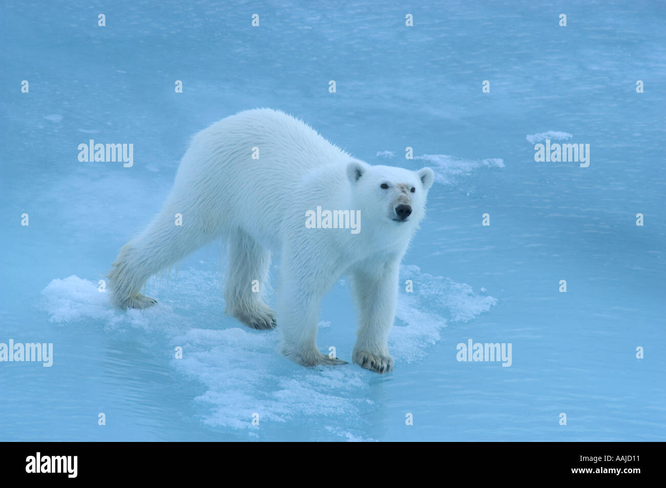 Polar bear Ursus maritimus on sea ice Franz Josef land high Russian