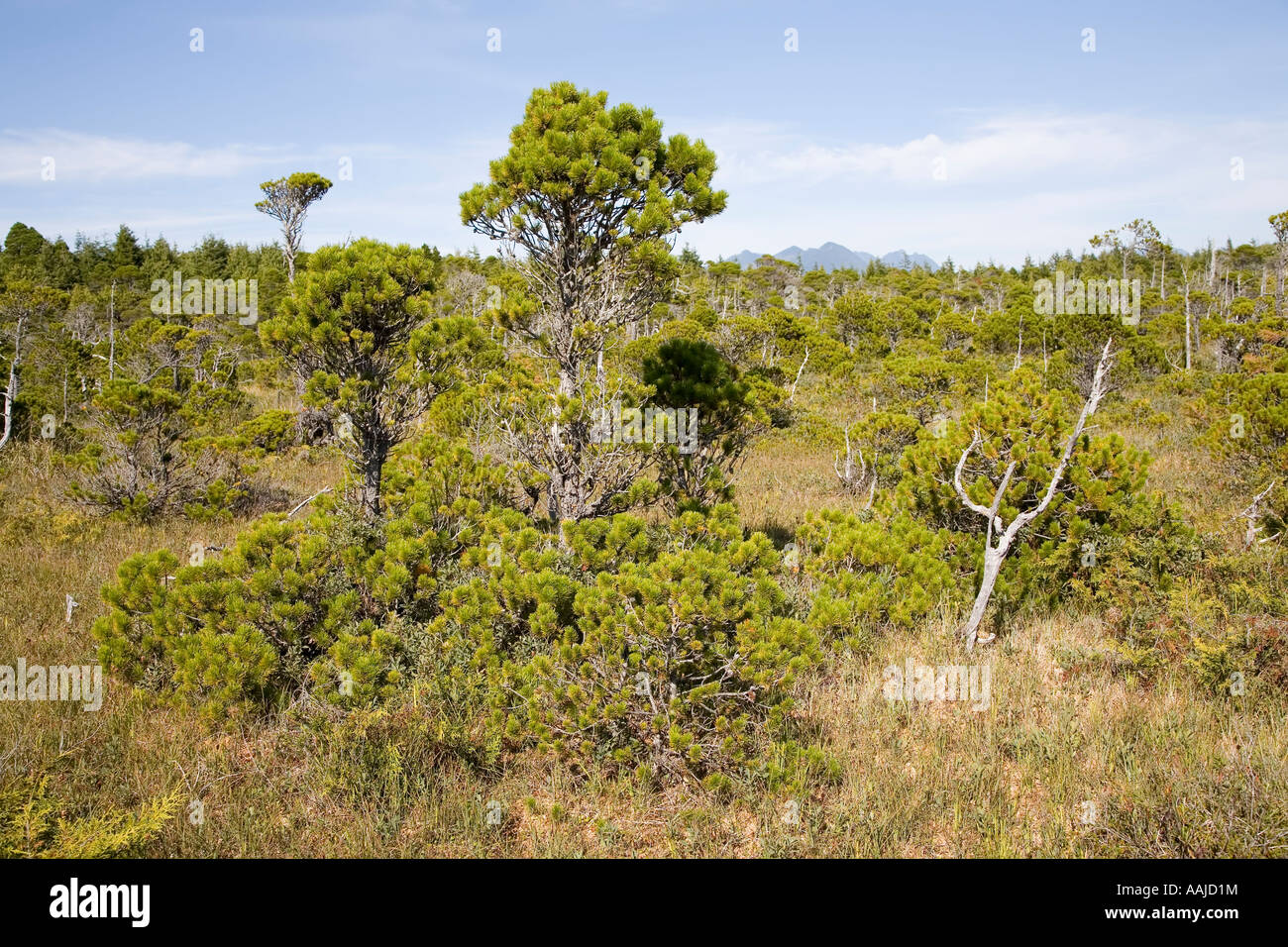 Stunted forest of Shorepine Pinus contorta in boggy ground on Pacific west coast Vancouver island British Columbia Canada Stock Photo