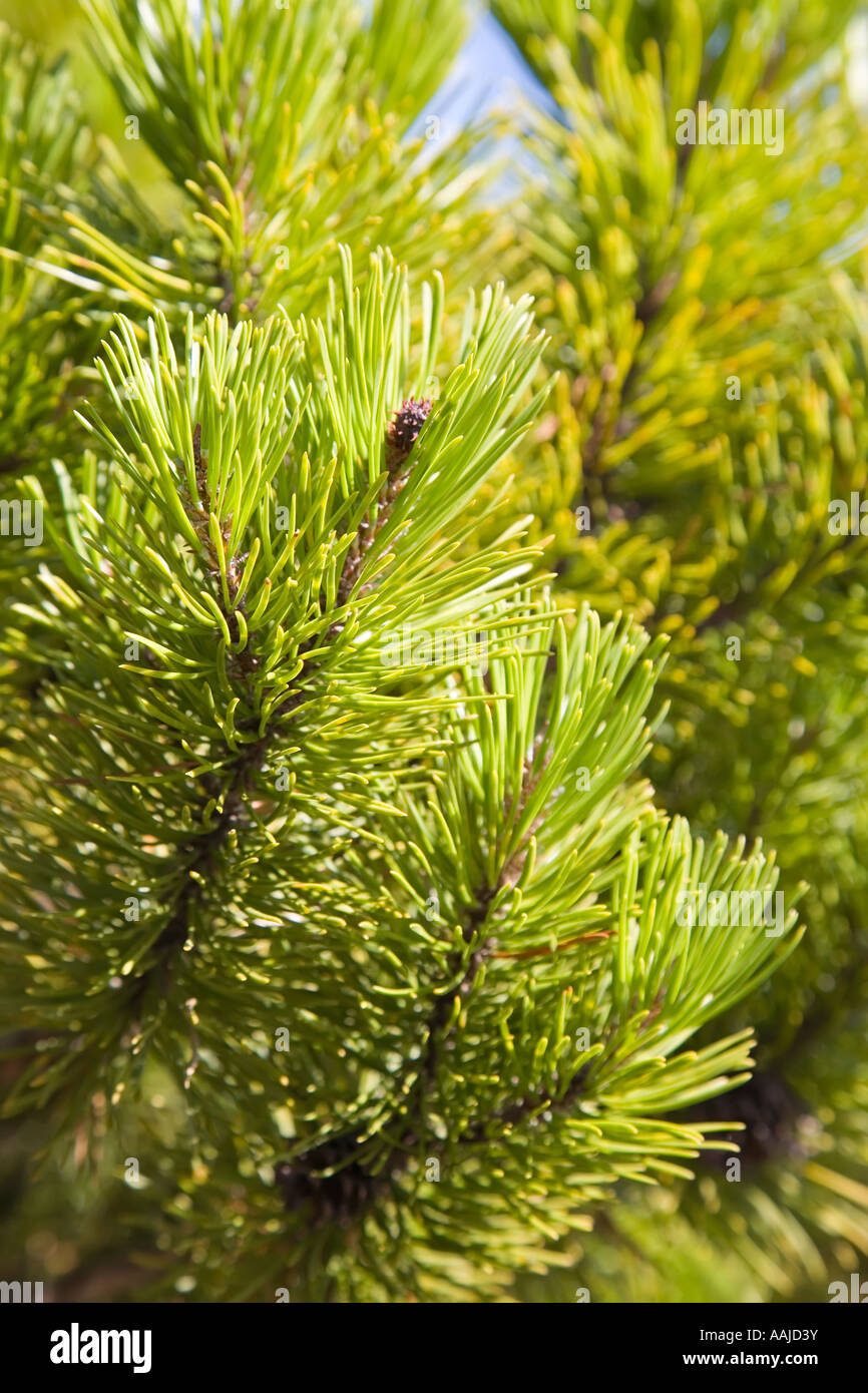 Paired needles of Lodgepole pine or Shorepine Pinus contorta Vancouver island British Columbia Canada Stock Photo