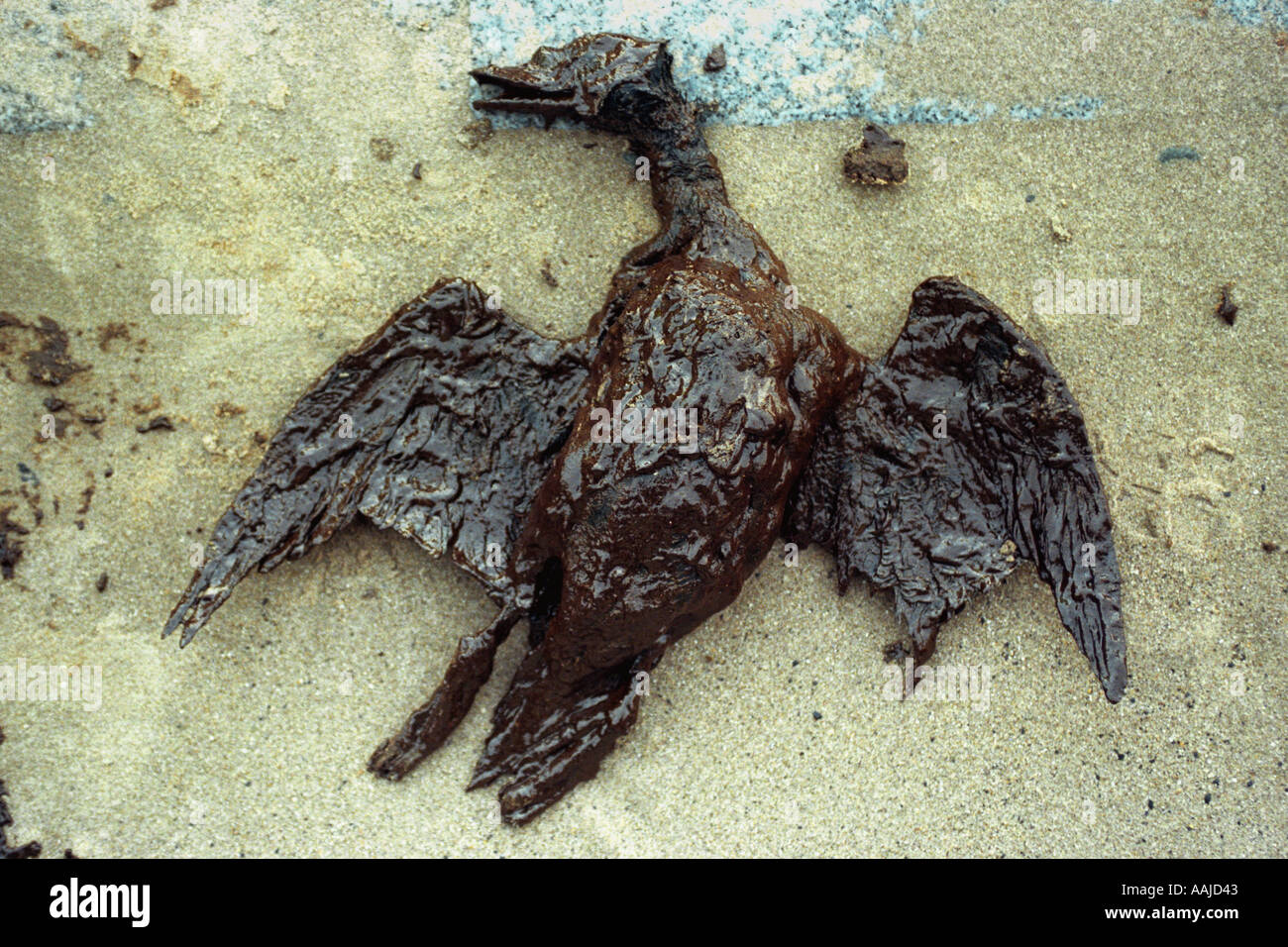 Sea bird oil hi-res stock photography and images - Alamy