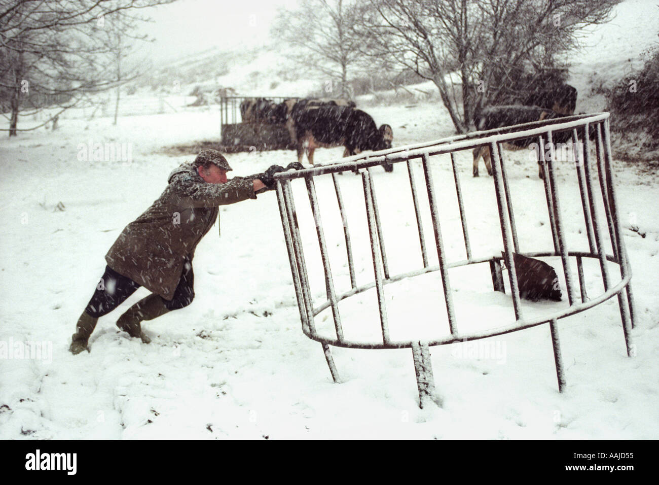 Farmer feeding his livestock in a snow storm on hill farm in South