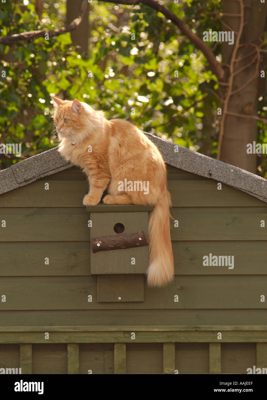 ginger tom cat sitting on a bird box waiting for the nesting bird to