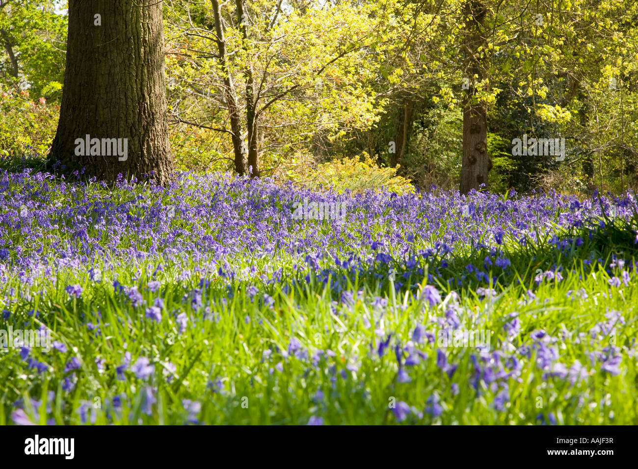 Carpet of bluebell flowers in a wood Stock Photo - Alamy