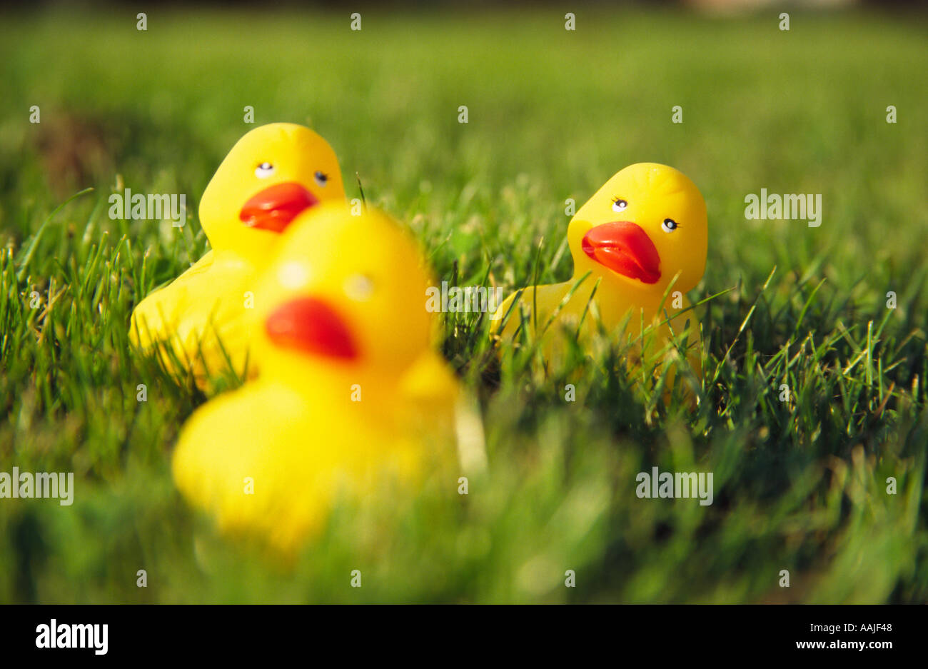 Bath ducks sitting in grass Stock Photo Alamy