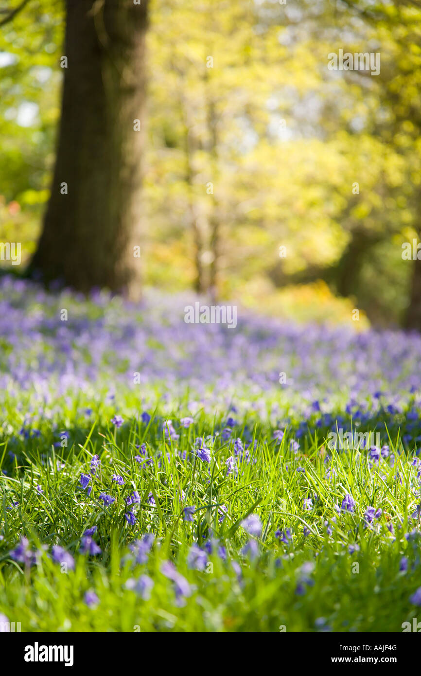 Carpet of bluebell flowers in a wood Stock Photo - Alamy
