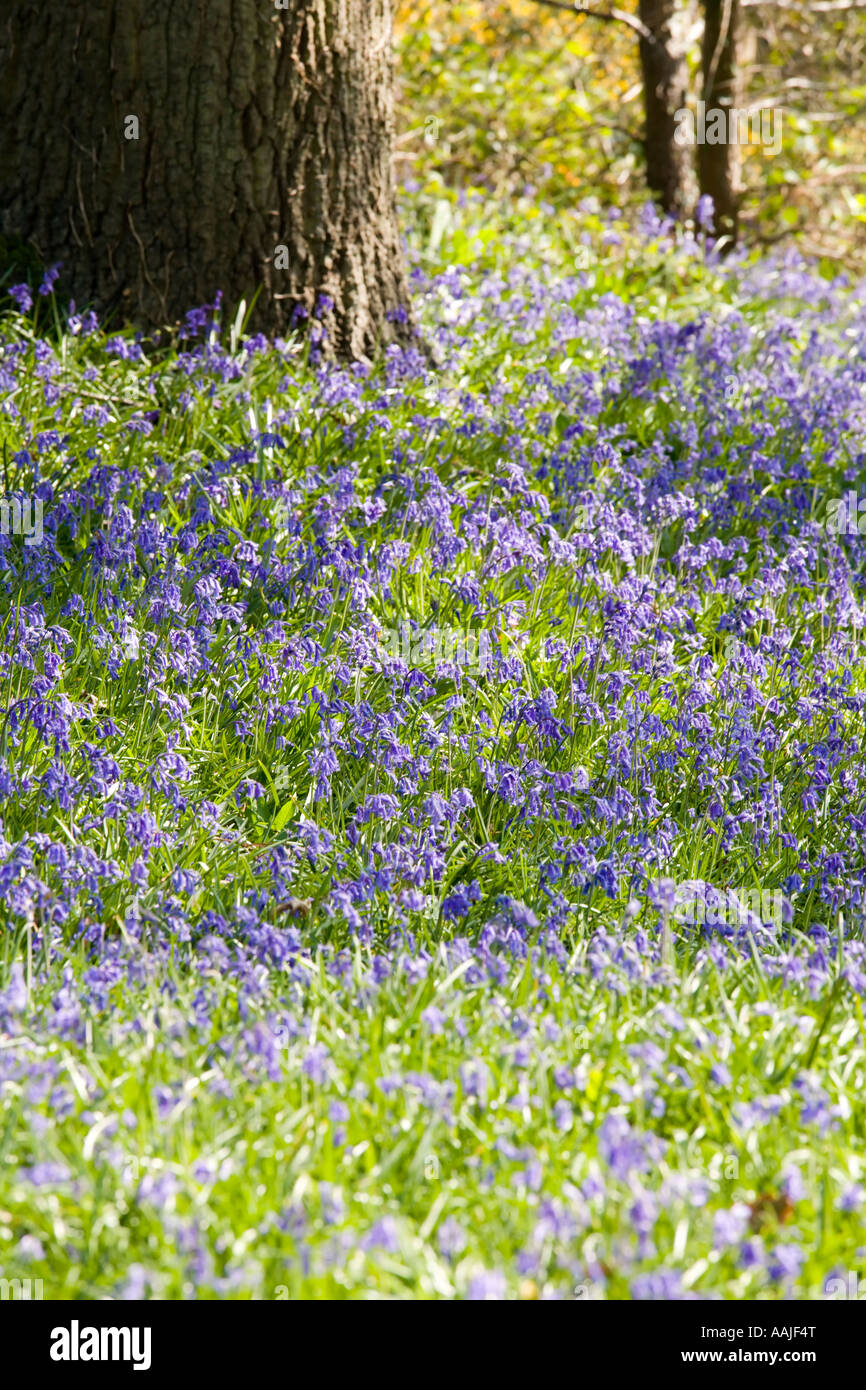 Carpet of bluebell flowers in a wood