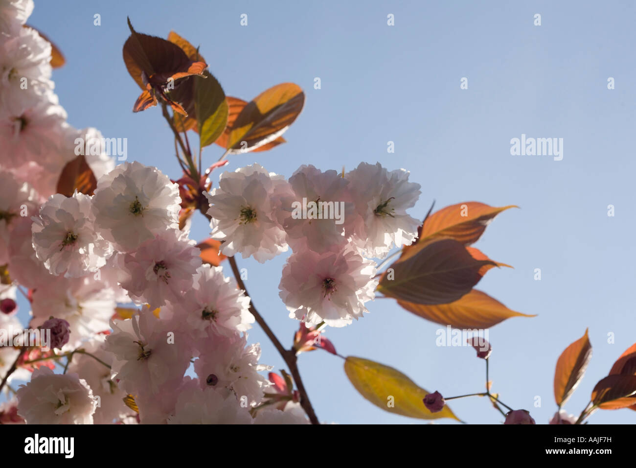 Cherry blossom as might be seen at Exbury Gardens Hampshire UK Stock Photo