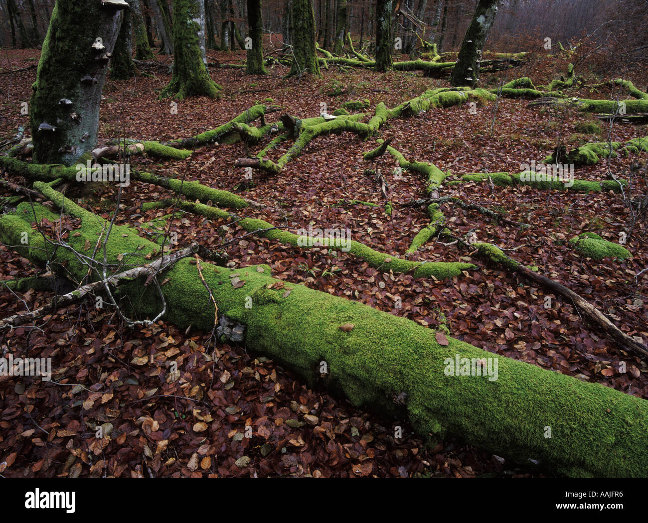 Green moss on beech trunks and branches Stock Photo - Alamy