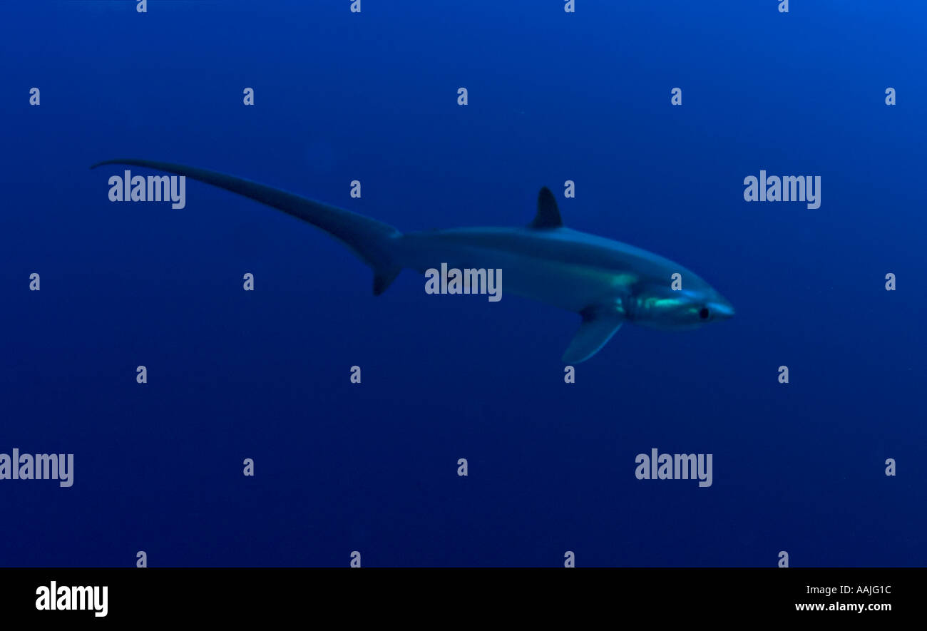 Thresher or big eye shark Aliopa superciliosus in the Red Sea Egypt Swimming in blue water Stock Photo