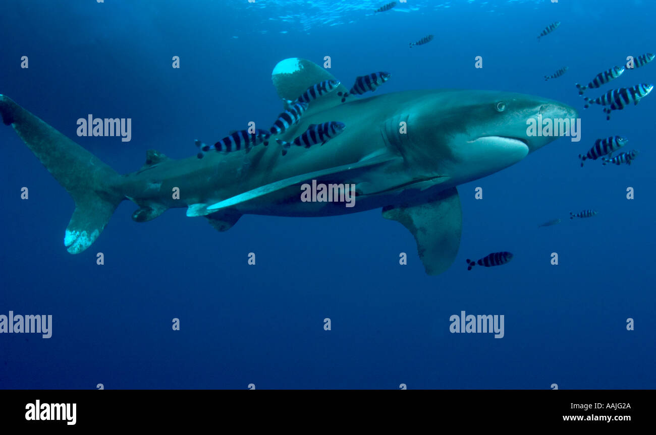 Louise murray hires stock photography and images Alamy