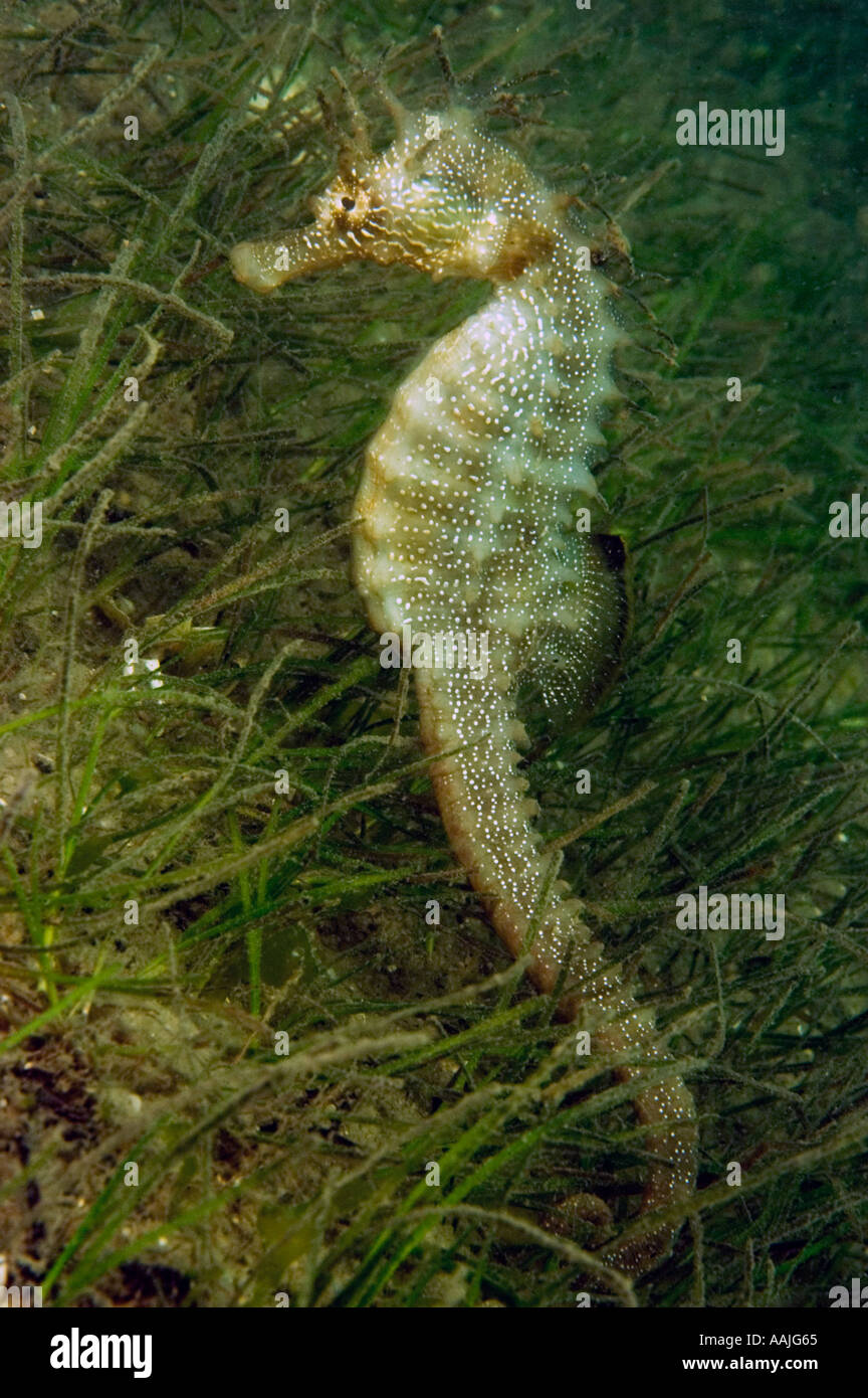 Spiny seahorse Hippocampus guttulatus on the Atlantic coast of Portugal near Faro most common found UK Ireland North Norway Stock Photo
