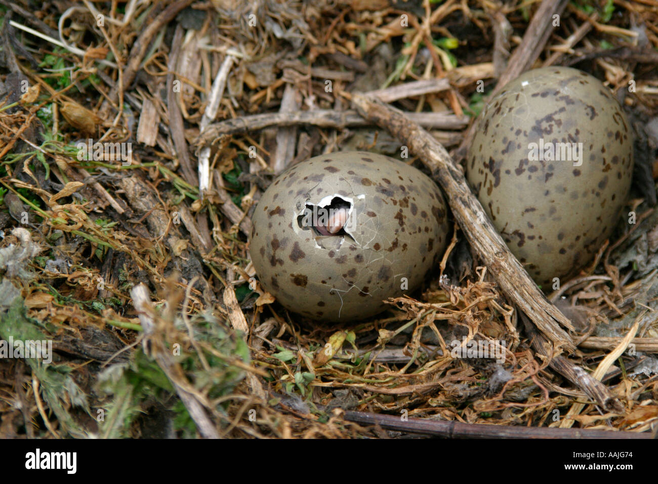 Herring Gull egg hatching Stock Photo Alamy