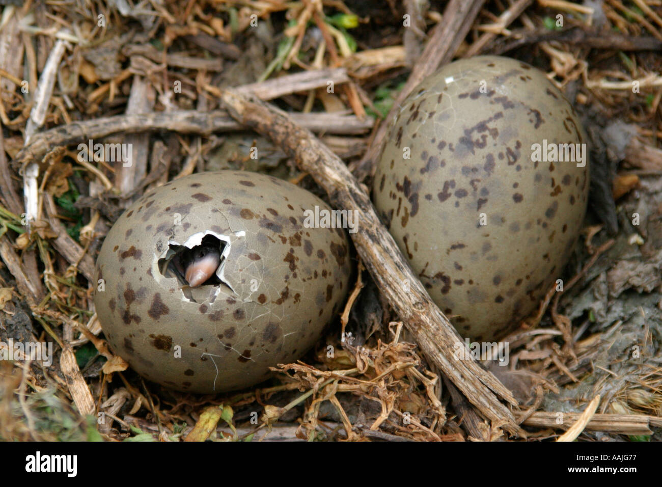 Herring Gull egg hatching Stock Photo Alamy