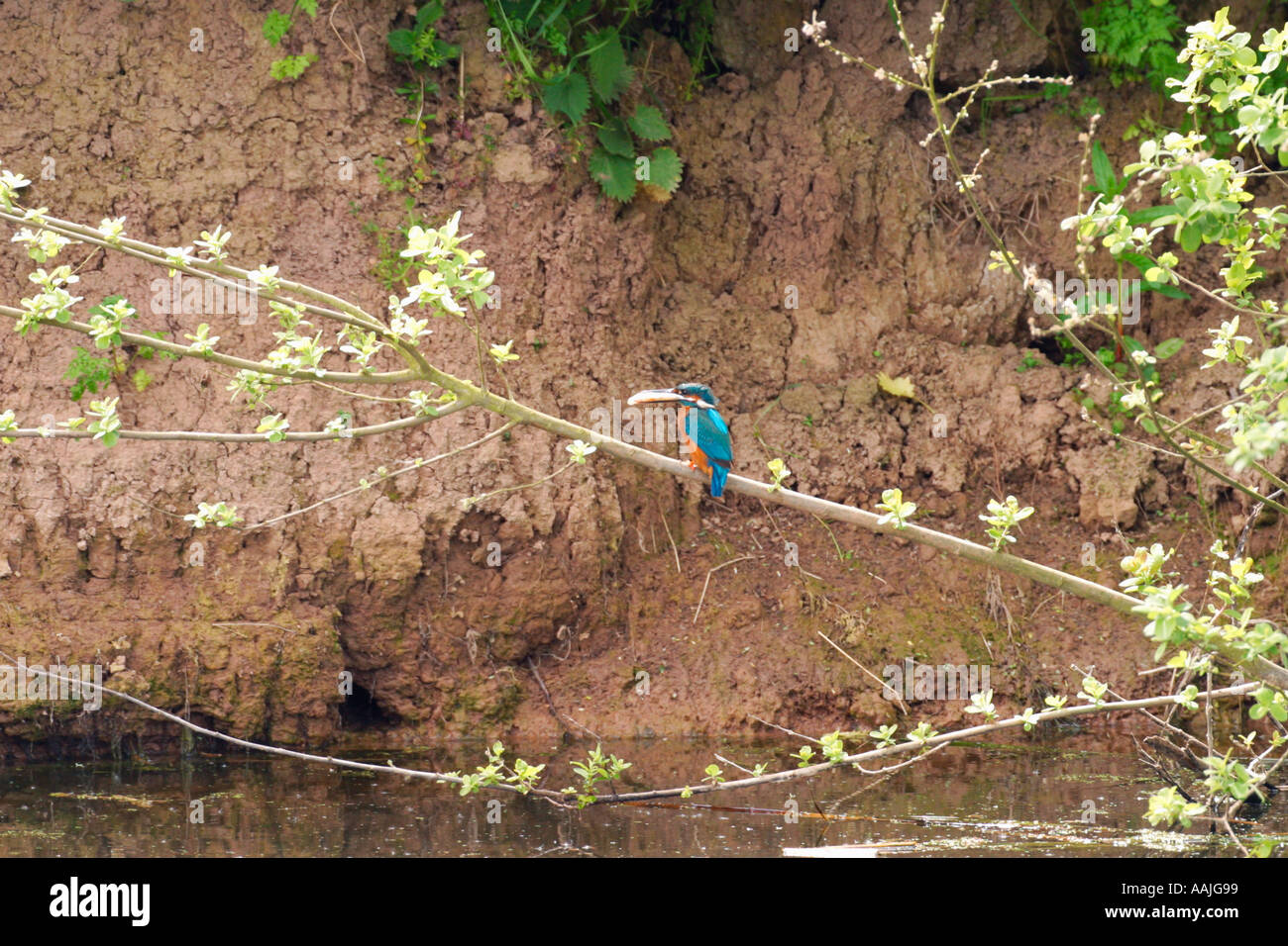 Kingfisher Alcedo Atthis perched on branch with fish in beak England UK GB British Isles Stock Photo