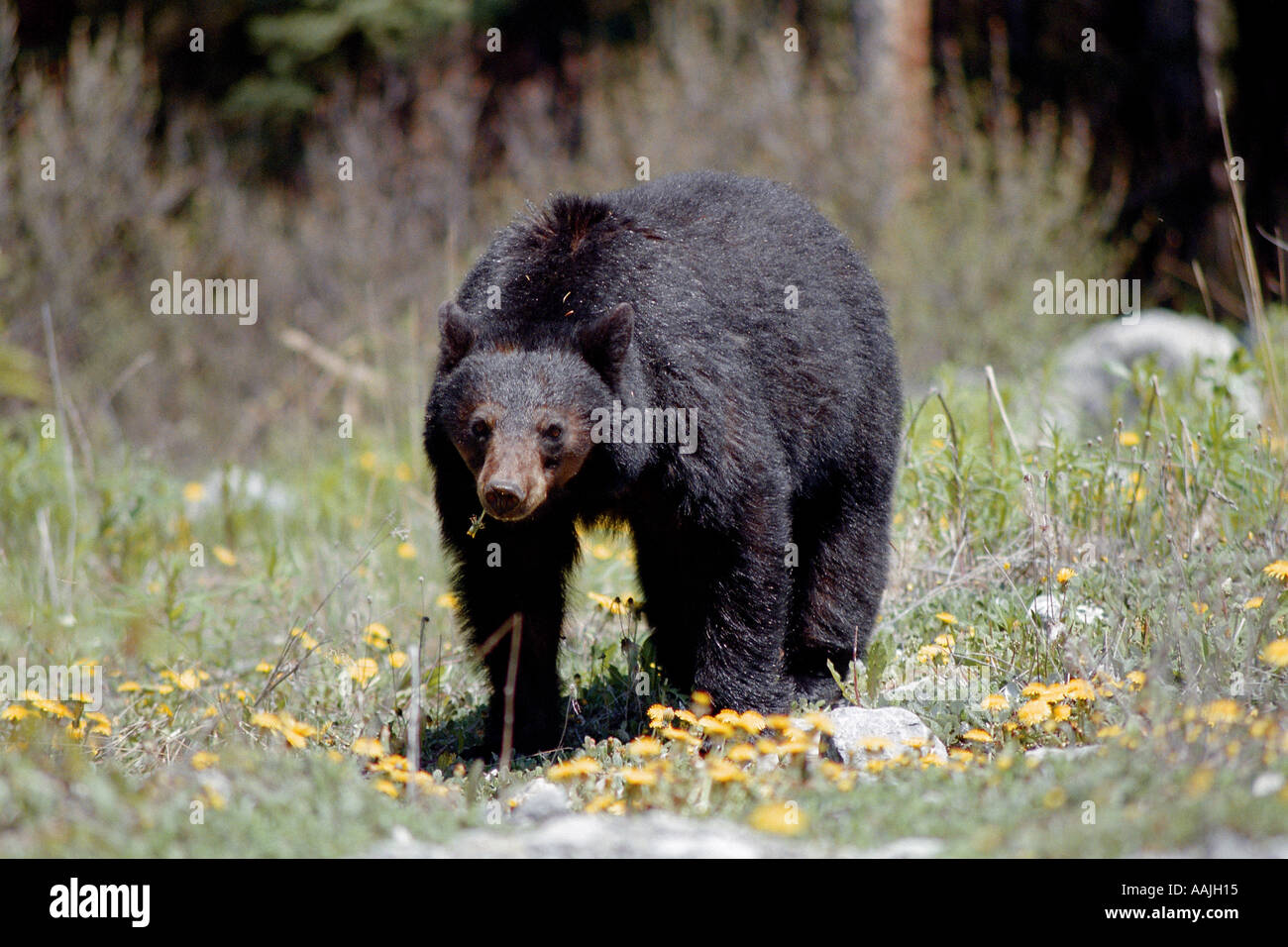 Black Bear Stock Photo