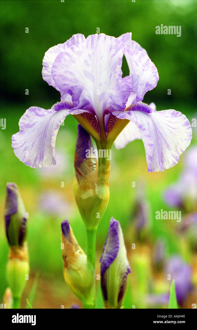 An iris flower Picture by Andrew Hasson 1995 Stock Photo