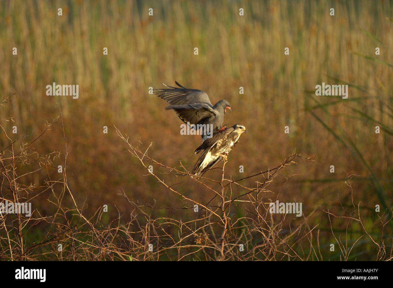 Snail Kite Rostrahamus sociabilis Florida USA pair mating Stock Photo
