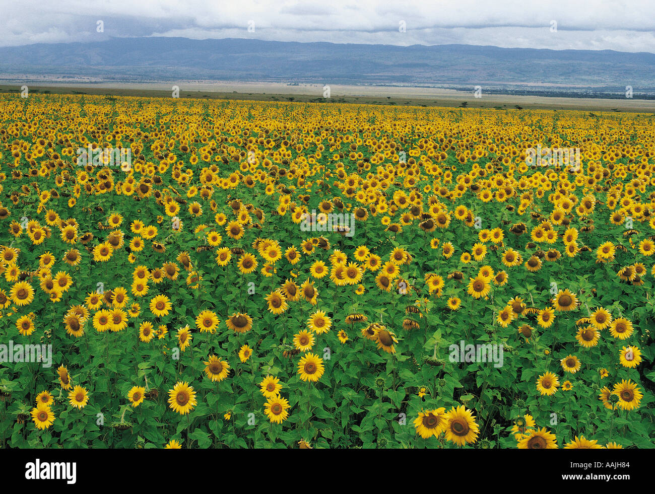 Sunflowers in the Great Rift Valley near Nakuru Kenya East Africa The