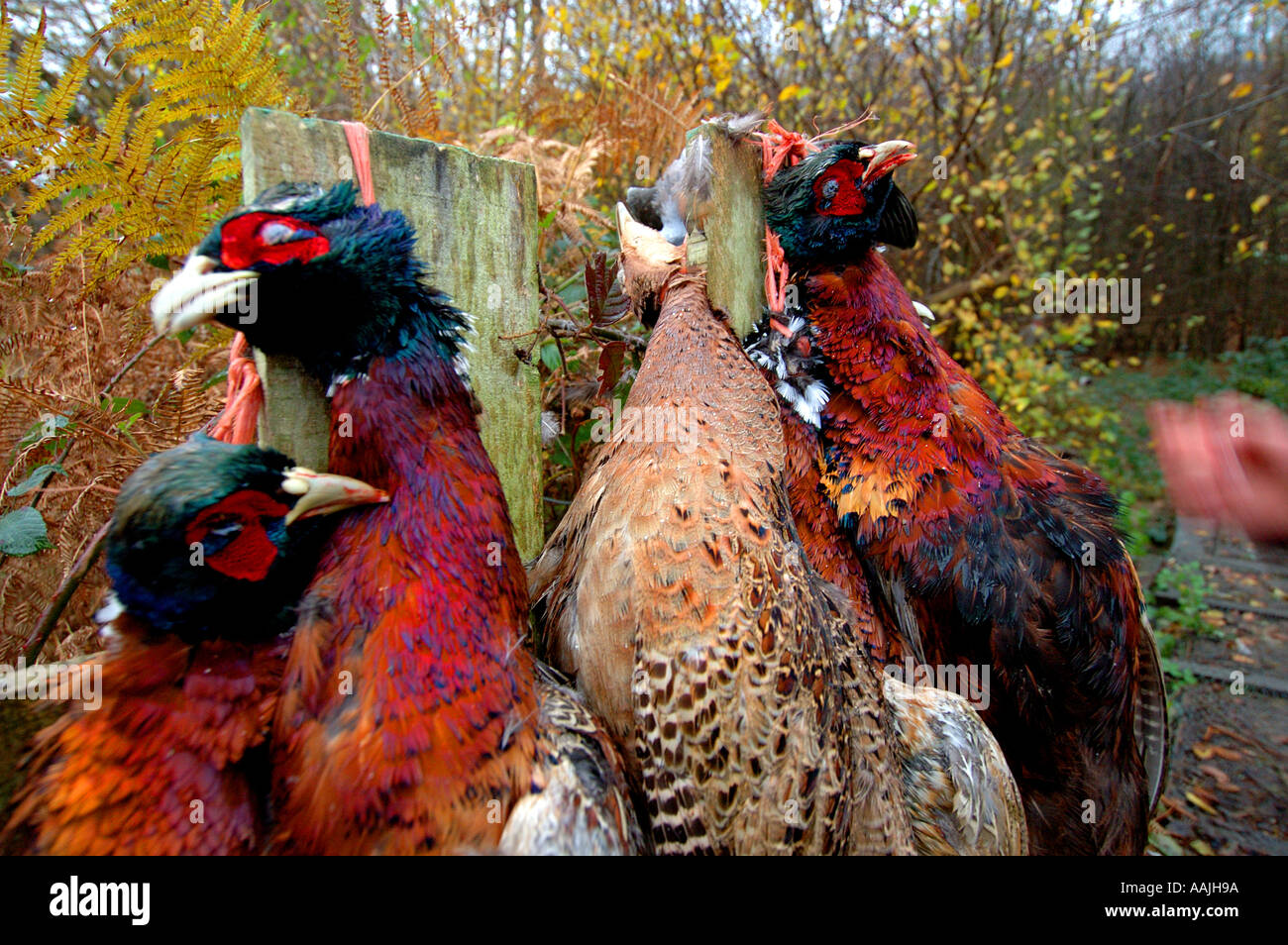 Shot pheasants hanging on a fence waiting for collection Picture by Andrew Hasson November 20th 2004 Stock Photo