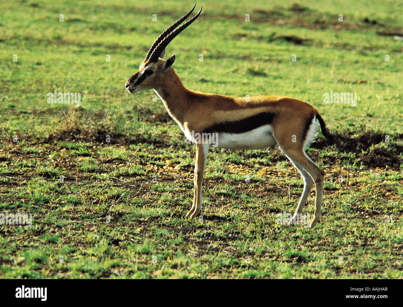 Alert male Thomson s Gazelle Masai Mara National Reserve Kenya East ...