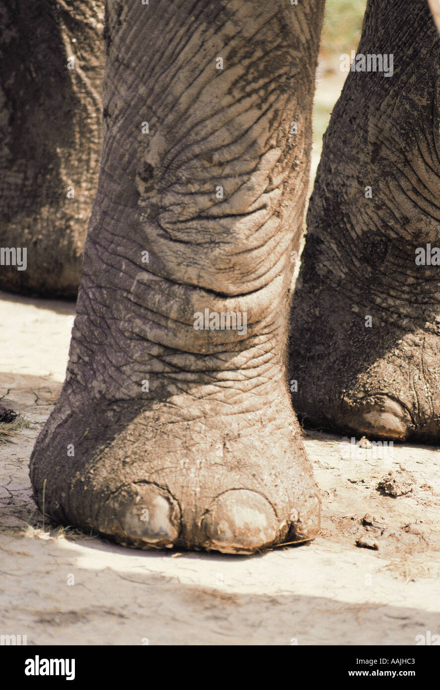 Close up of wild elephant s foot showing toenails and ankle Ngorongoro Crater Tanzania East Africa Stock Photo
