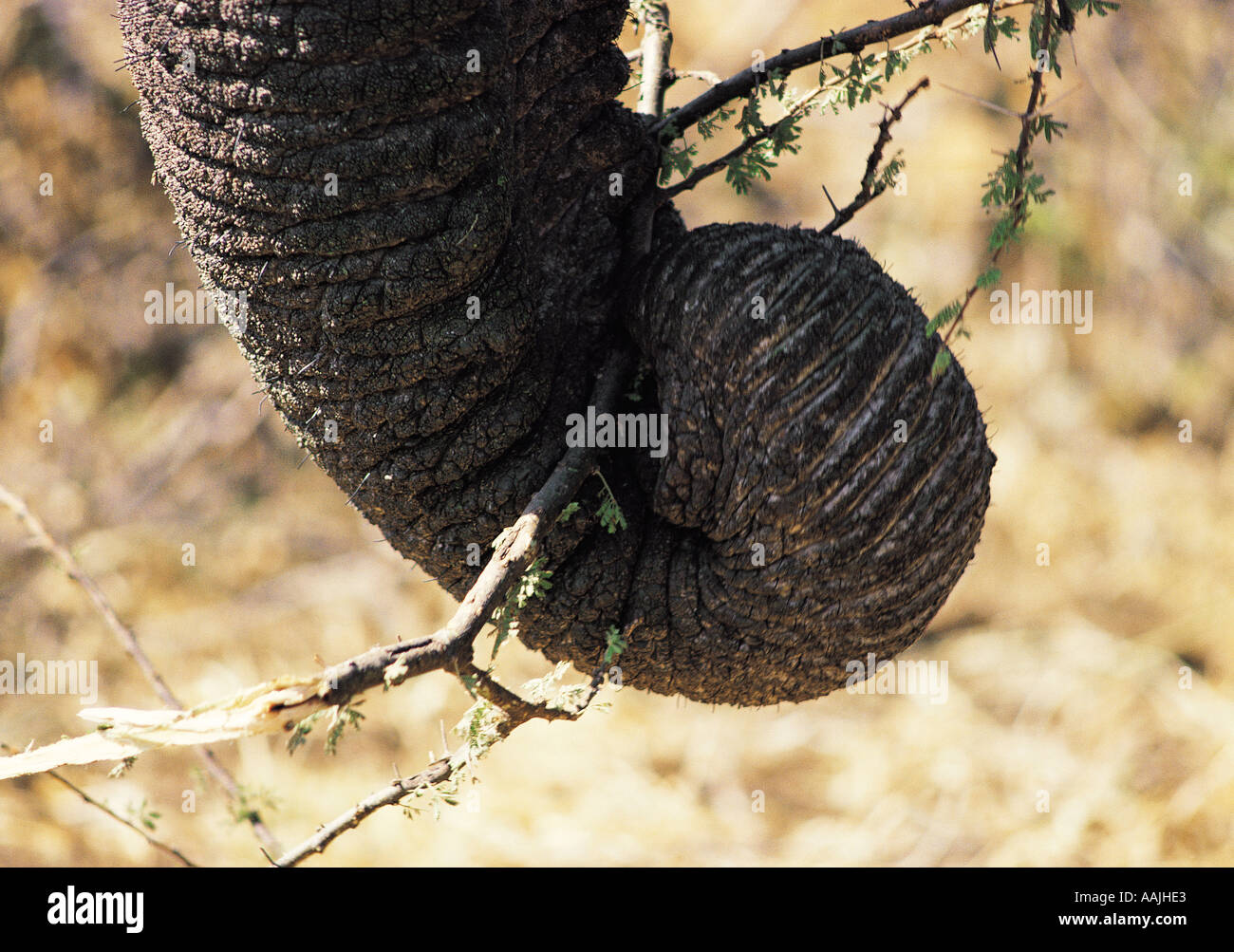 Close up of elephant s trunk holding a piece of acacia tree Stock Photo