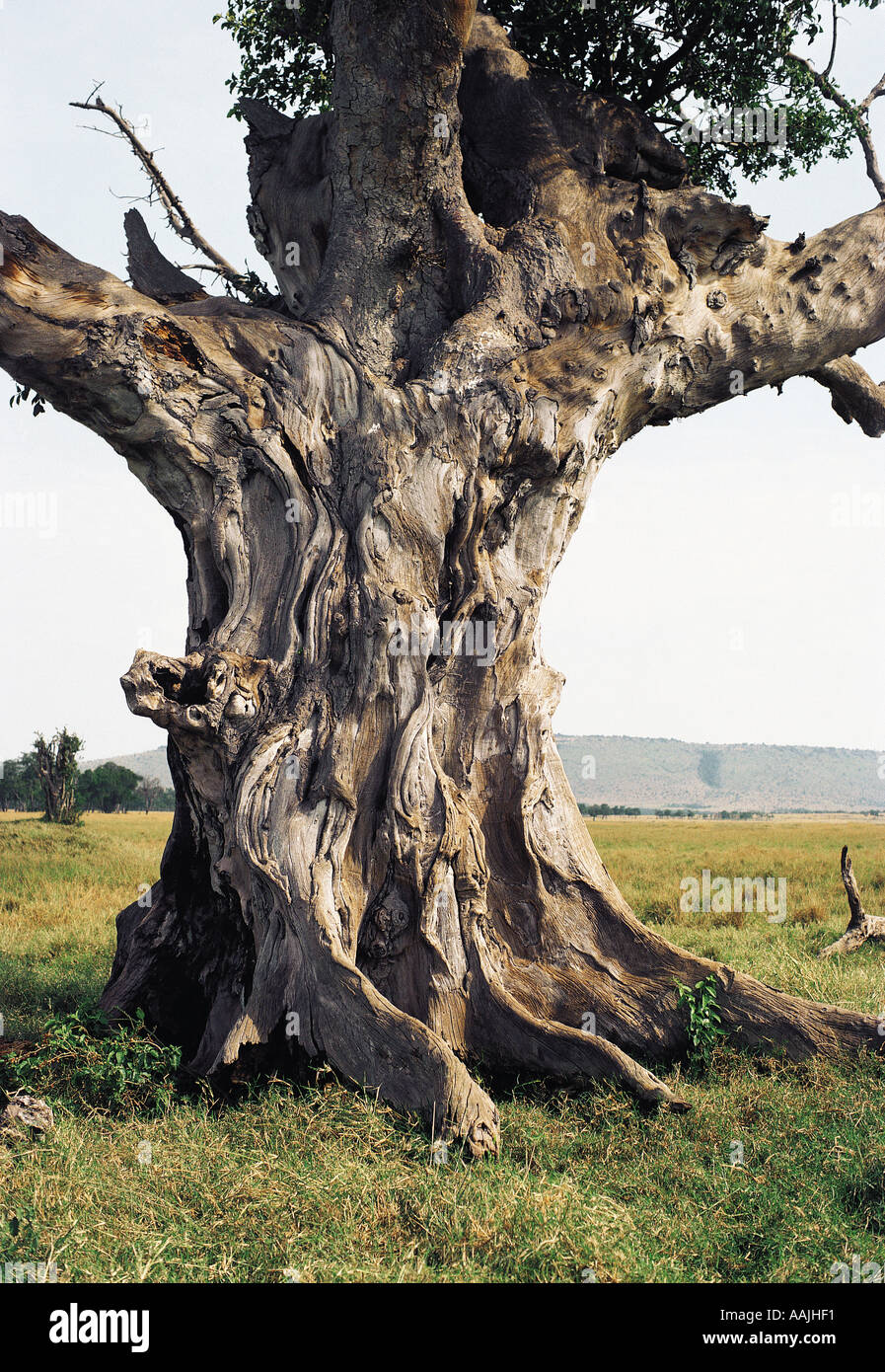 Gnarled trunk of ancient Brachystegia tree Masai Mara National Reserve Kenya East Africa Stock Photo