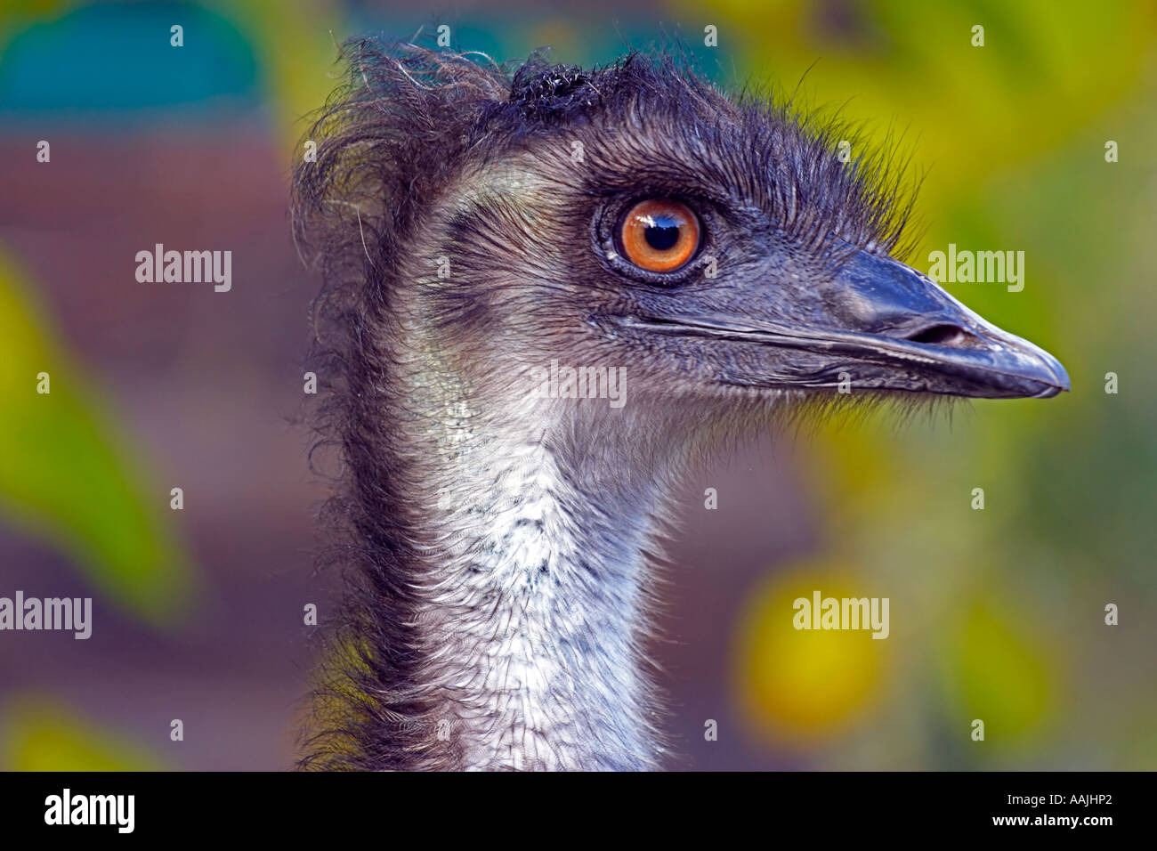 Emu Stock Photo