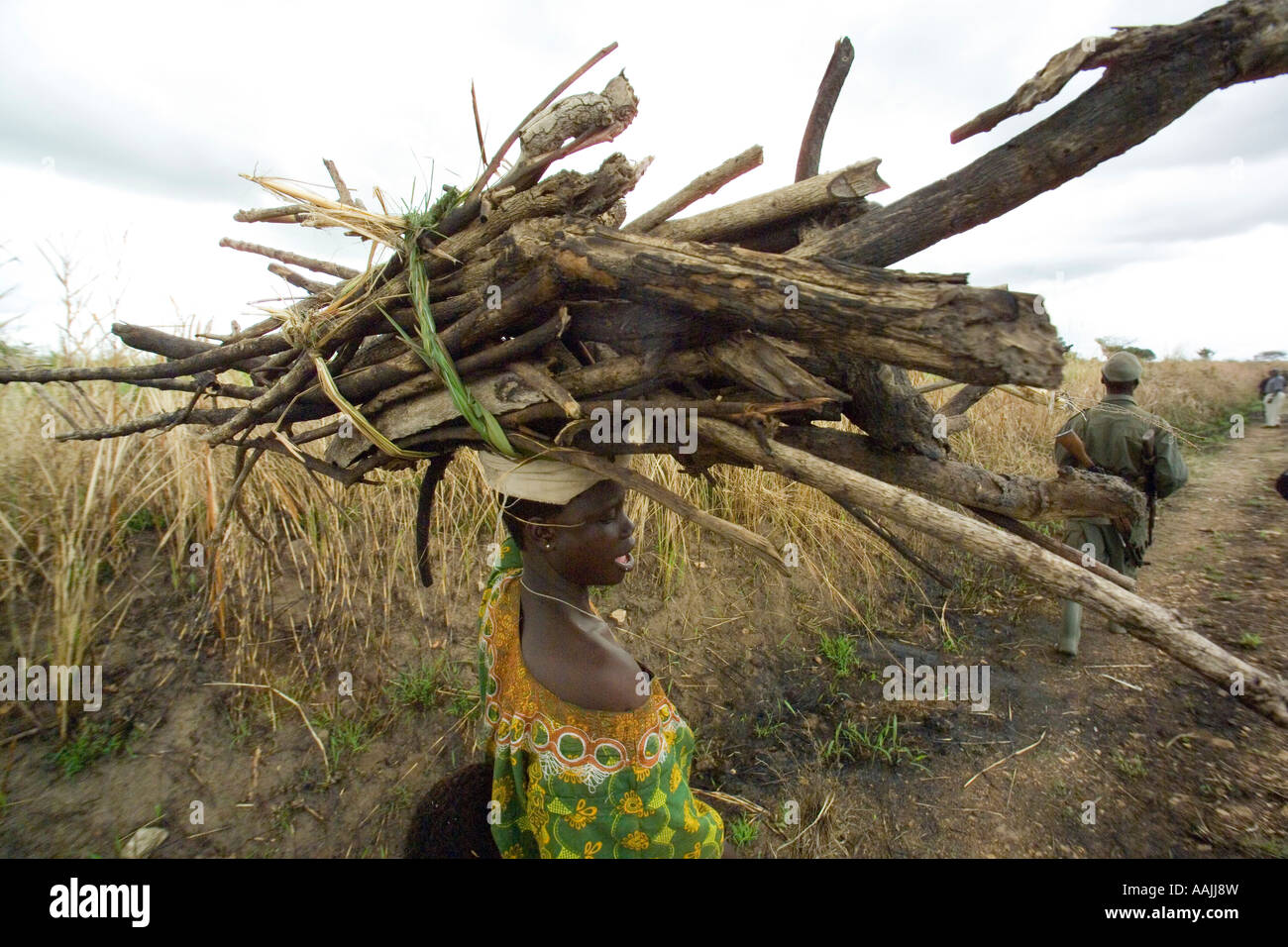Woman collecting firewood Northern Uganda Stock Photo