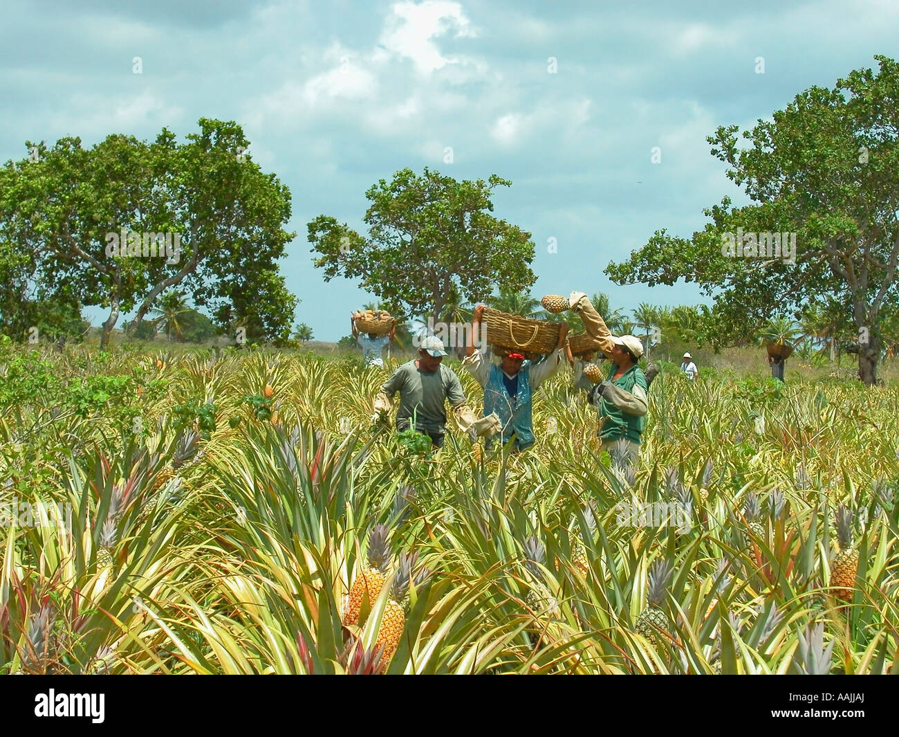men picking the pineapples in a organic plantation farm, touros, rio