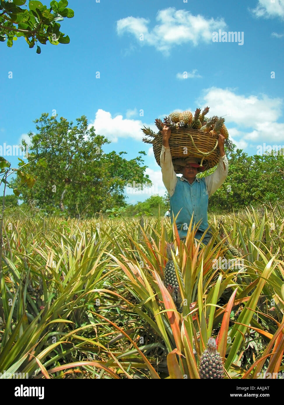 men picking the pineapples in a organic plantation farm, touros, rio