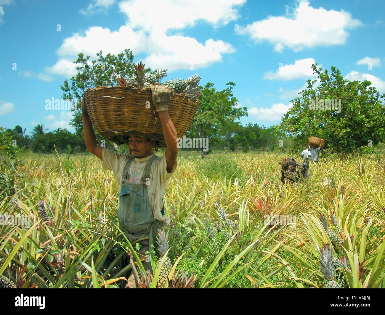 men picking the pineapples in a organic plantation farm, touros, rio