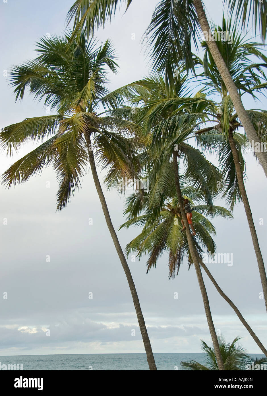 Man climbing Coconut palm tree (Cocos nucifera Stock Photo - Alamy