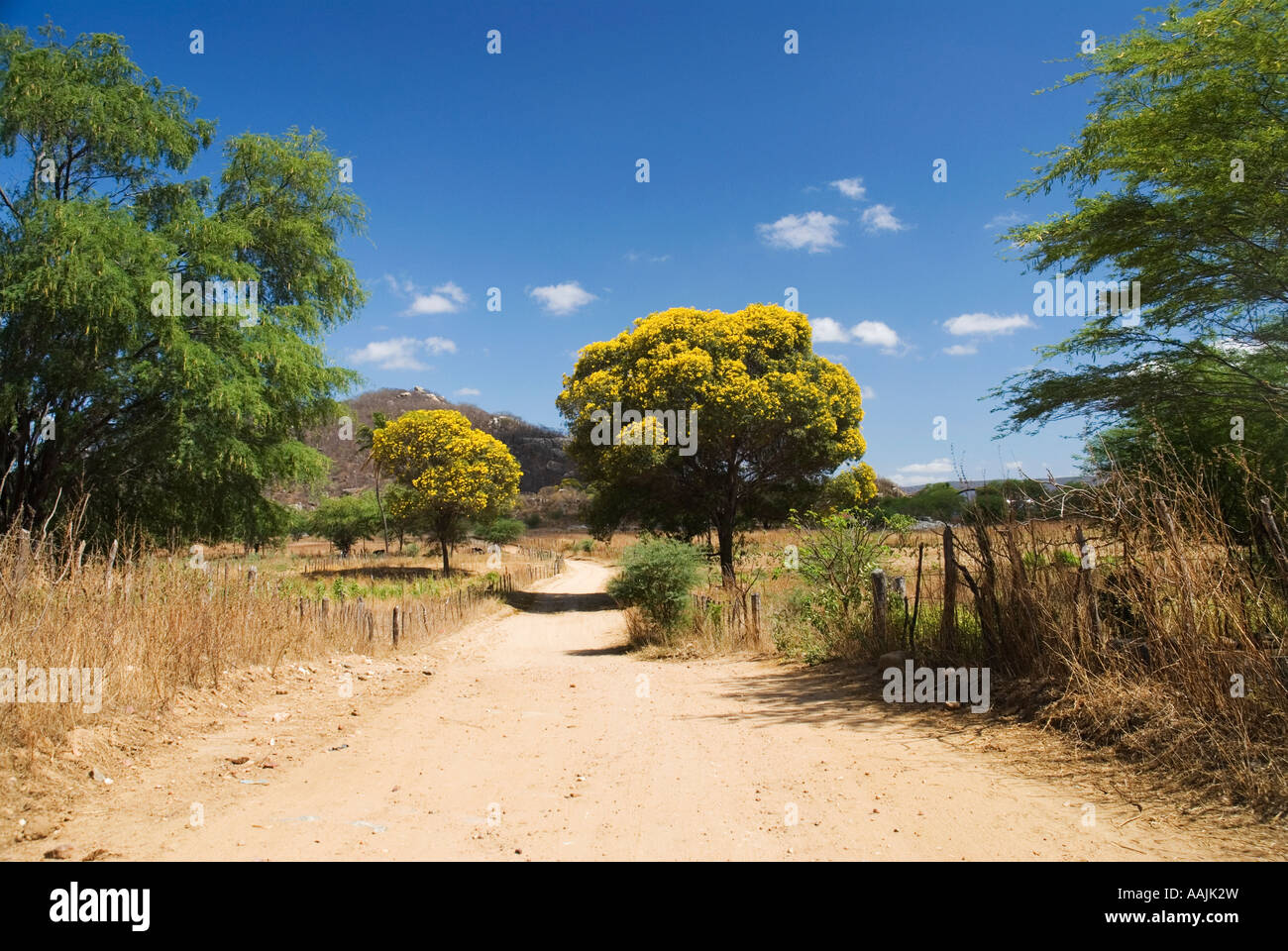 dirt road with Tabebuia chrysantha, known as Ipê-amarelo (yellow ipê) in Brazil Stock Photo