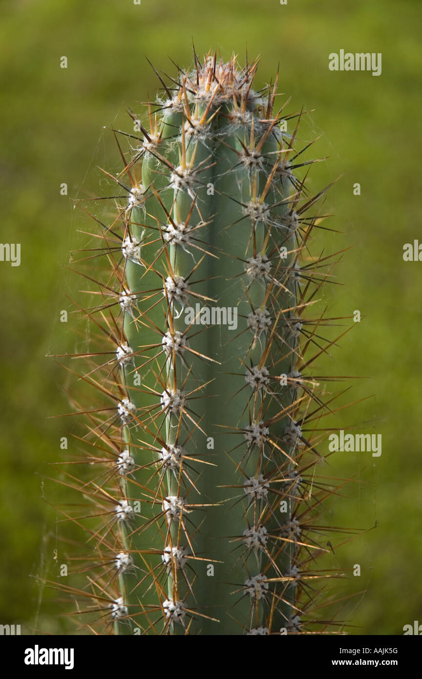 A Cactus Plural Cacti Cactuses Or Cactus Is Any Member Of The
