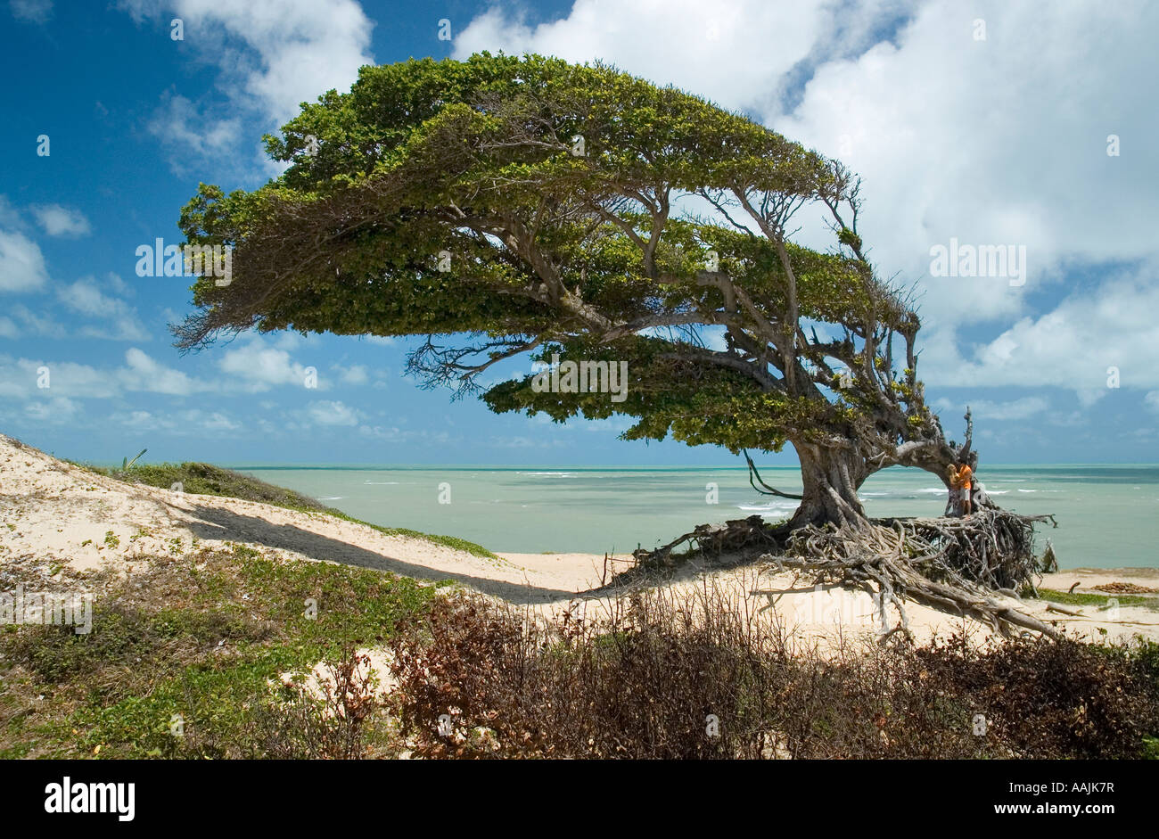 Tree molded by wind on beach Muriu, Maracajau, Rio Grande do Norte, Brazil Stock Photo