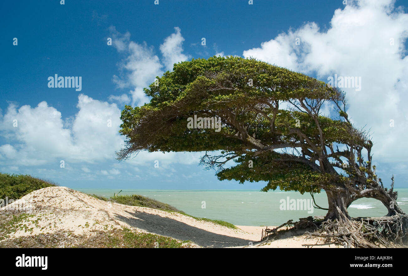 Tree on beach Muriu, Maracajau, Rio Grande do Norte, Brazil Stock Photo