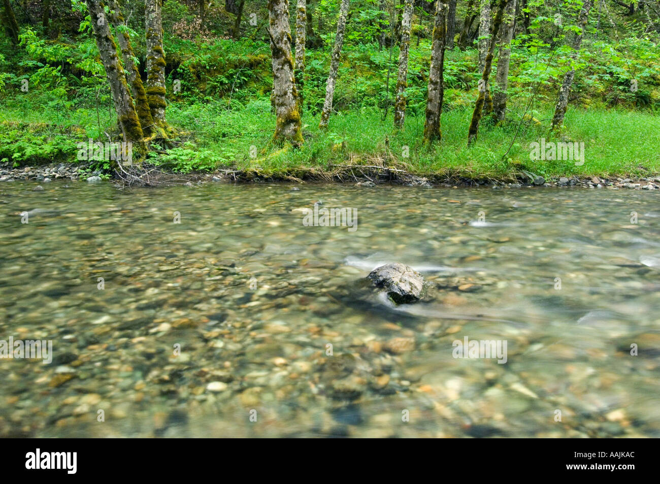 ALTHOUSE CREEK, Siskiyou National Forest Illinois River Valley Siskiyou