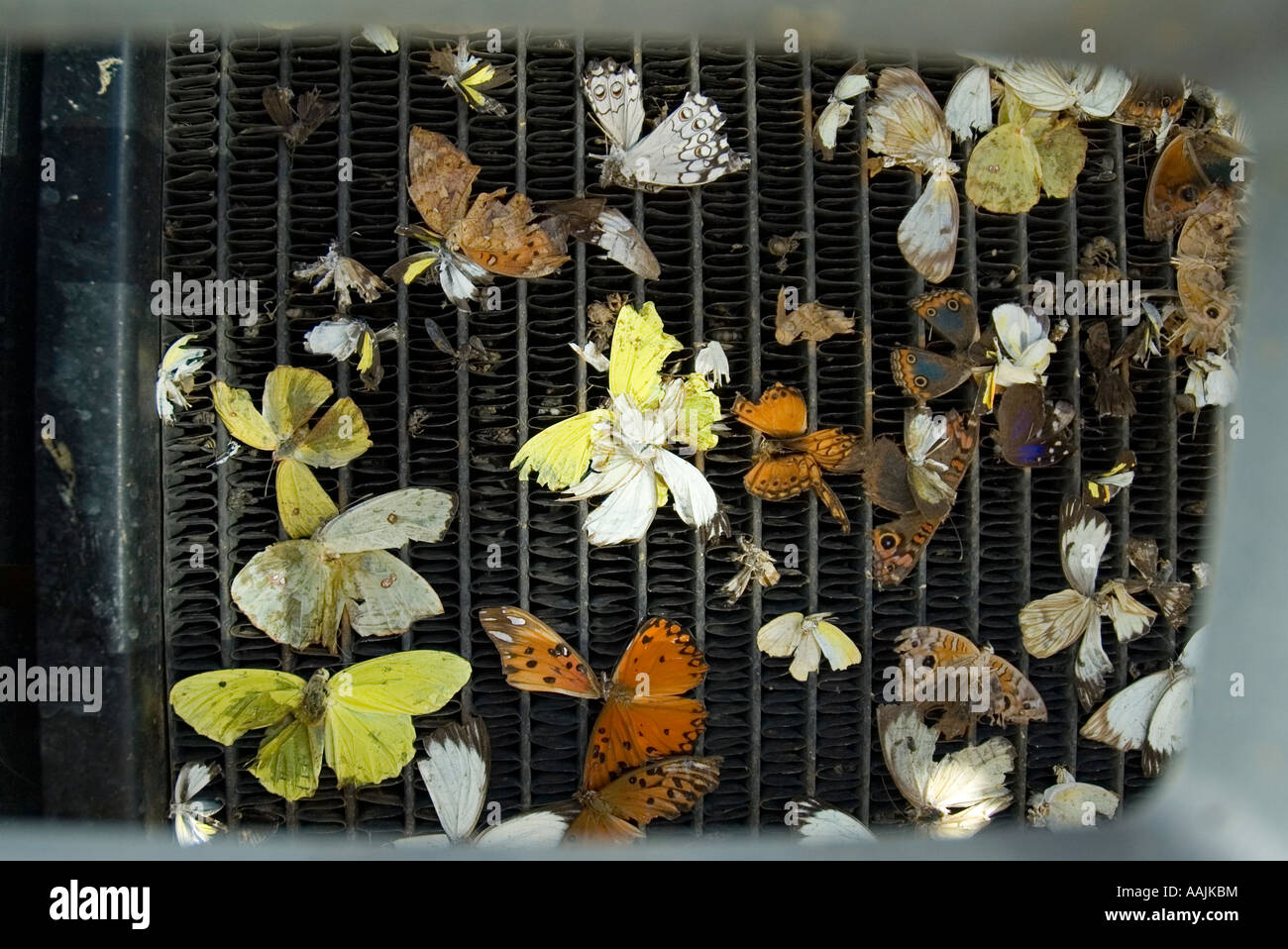 smashed butterflies on car radiator Stock Photo - Alamy